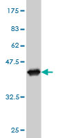 1 - HADHSC Antibody (monoclonal) (M01) AT2309a