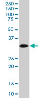 1 - HADHSC Antibody (monoclonal) (M02) AT2310a