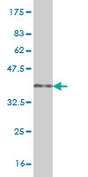 1 - HNF4A Antibody (monoclonal) (M04) AT2393a