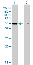 1 - HNF4A Antibody (monoclonal) (M04) AT2393a