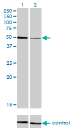 1 - HNF4A Antibody (monoclonal) (M04) AT2393a