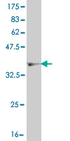 1 - HNF4A Antibody (monoclonal) (M05) AT2394a