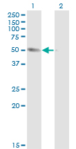 1 - K-ALPHA-1 Antibody (monoclonal) (M01) AT2589a