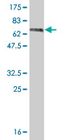 1 - LASS2 Antibody (monoclonal) (M01A) AT2674a