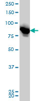 1 - LETM1 Antibody (monoclonal) (M03) AT2697a