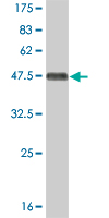 1 - MAPK9 Antibody (monoclonal) (M02) AT2793a
