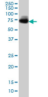 1 - MGAT4A Antibody (monoclonal) (M02) AT2856a