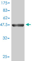 1 - MRPL12 Antibody (monoclonal) (M01) AT2902a