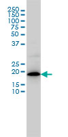 1 - MRPL12 Antibody (monoclonal) (M01) AT2902a
