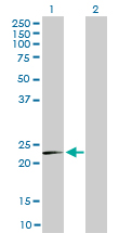 1 - MRPL12 Antibody (monoclonal) (M01) AT2902a
