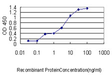 10 - MRPL12 Antibody (monoclonal) (M01) AT2902a