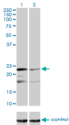 1 - MRPL12 Antibody (monoclonal) (M01) AT2902a