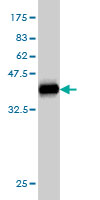1 - NANS Antibody (monoclonal) (M01) AT2971a
