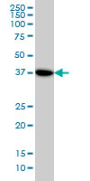 1 - NANS Antibody (monoclonal) (M01) AT2971a