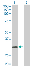 1 - NAT2 Antibody (monoclonal) (M01) AT2973a