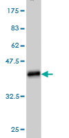 1 - NMNAT2 Antibody (monoclonal) (M01) AT3072a