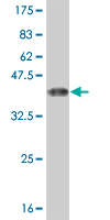 1 - NR1H4 Antibody (monoclonal) (M01) AT3098a