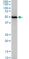 1 - NR1H4 Antibody (monoclonal) (M01) AT3098a
