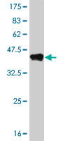 1 - NR1H4 Antibody (monoclonal) (M02) AT3099a