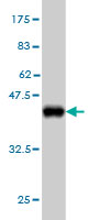 1 - PCDH11Y Antibody (monoclonal) (M02) AT3213a