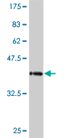1 - PCDHA10 Antibody (monoclonal) (M01) AT3217a