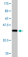 1 - PCDHA5 Antibody (monoclonal) (M01A) AT3219a