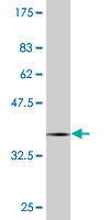 1 - PCDHB12 Antibody (monoclonal) (M05) AT3223a