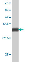 1 - PCDHGA1 Antibody (monoclonal) (M01) AT3226a