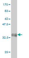 1 - PCDHGA8 Antibody (monoclonal) (M01) AT3229a