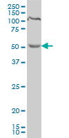 1 - PDCD7 Antibody (monoclonal) (M01) AT3248a