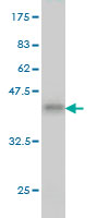 1 - PDE3B Antibody (monoclonal) (M01) AT3255a
