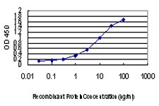 10 - PEPD Antibody (monoclonal) (M01) AT3268a