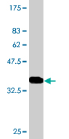 1 - PER2 Antibody (monoclonal) (M01) AT3269a