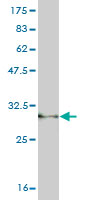 1 - PLA2G1B Antibody (monoclonal) (M01) AT3328a