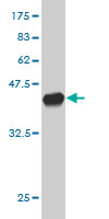 1 - PLCD4 Antibody (monoclonal) (M01) AT3334a