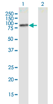 1 - PLCD4 Antibody (monoclonal) (M01) AT3334a