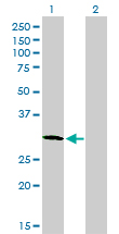 1 - PLSCR3 Antibody (monoclonal) (M09) AT3350a