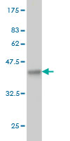 1 - PPA1 Antibody (monoclonal) (M01) AT3391a