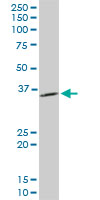 1 - PPA1 Antibody (monoclonal) (M01) AT3391a