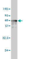 1 - PRKAB1 Antibody (monoclonal) (M01) AT3427a