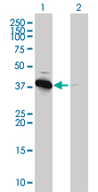 1 - PRKAB1 Antibody (monoclonal) (M01) AT3427a
