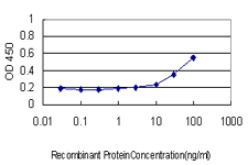 10 - PRKAB2 Antibody (monoclonal) (M01) AT3429a