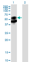 1 - PSAP Antibody (monoclonal) (M01) AT3448a