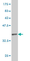 1 - PTGES2 Antibody (monoclonal) (M01) AT3483a