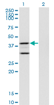 1 - PTGES2 Antibody (monoclonal) (M01) AT3483a