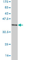 1 - SCARA3 Antibody (monoclonal) (M01) AT3783a