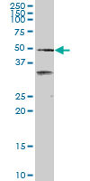 1 - SCARA3 Antibody (monoclonal) (M01) AT3783a