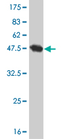 1 - SDF2 Antibody (monoclonal) (M01) AT3801a