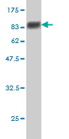 1 - SESN2 Antibody (monoclonal) (M03) AT3830a