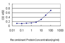 10 - SESN2 Antibody (monoclonal) (M03) AT3830a